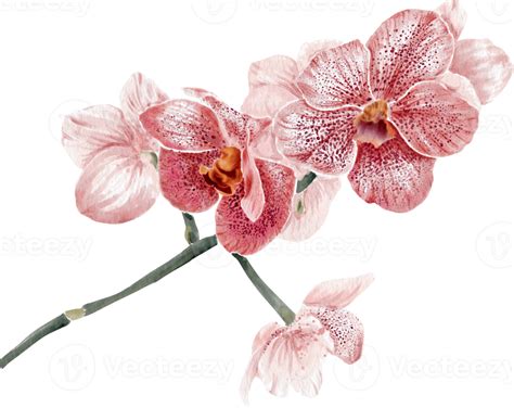 Orchidee Bl Ht Bl Hende Aquarellhandzeichnung Png