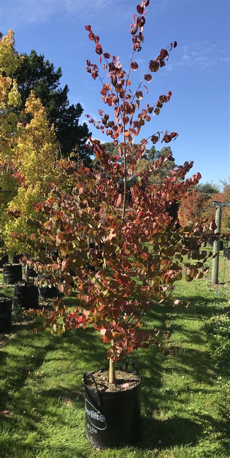 Cercidiphyllum Japonicum Katsura Tree Tauranga Tree Co