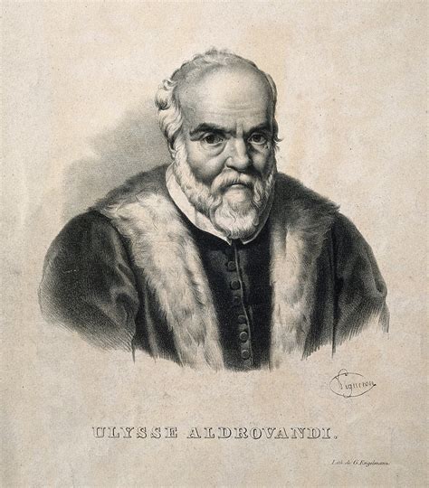 Ulisse Aldrovandi September 11 1522 — May 4 1605 Italian Botanist