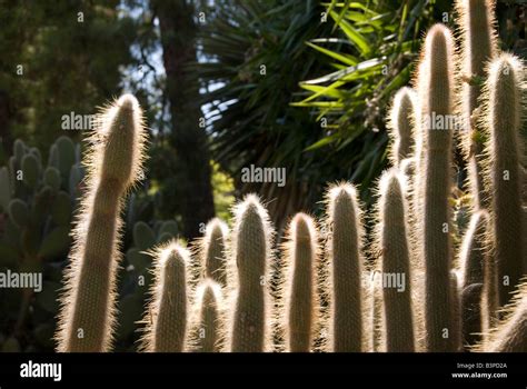 Cleistocactus Hyalacanthus Cactus Plants In The Botanical Garden Or