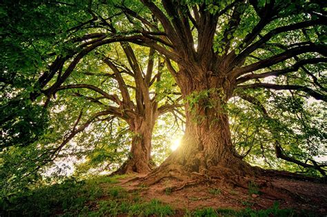 Les Arbres Un Rôle Crucial Pour Le Climat