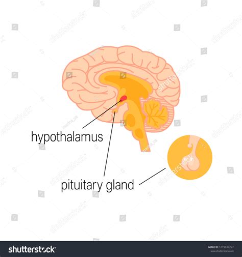 Pituitary Gland Diagram For Kids