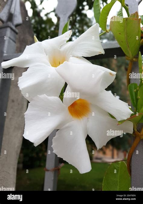 Dipladenia Sanderi Sundaville Stock Photo Alamy