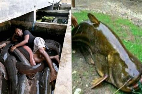 10 Potret Ikan Lele Raksasa Ini Bikin Ngakak, Berani Ternak?