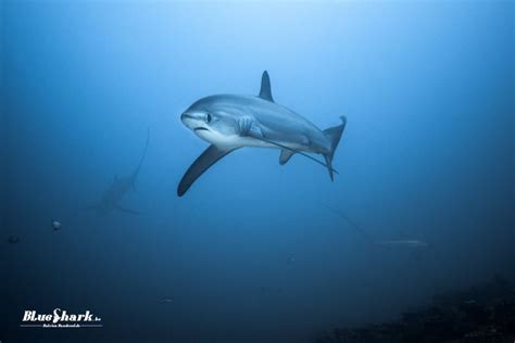 Pin Van Johan Wouters Op Sharks