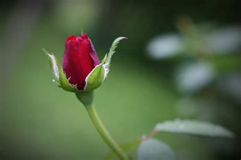 Rosa De Terciopelo Rojo Brote Flor Foto Gratis En Pixabay Pixabay