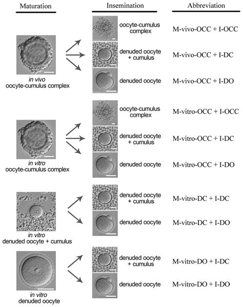 The Beneficial Effects Of Cumulus Cells And Oocyte Cumulus Cell Gap