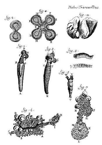 The cell. More information. A. v. Leeuwenhoek. Atlas of Plant and ...