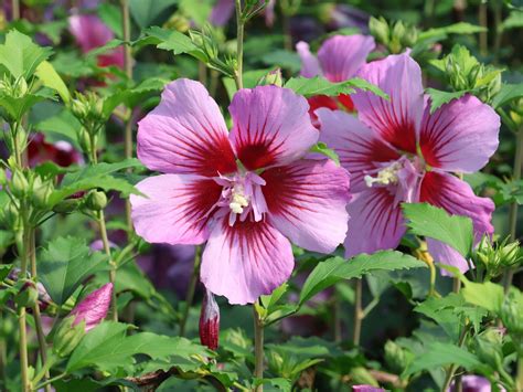 Garteneibisch Russian Violet ® Hibiscus Syriacus Russian Violet