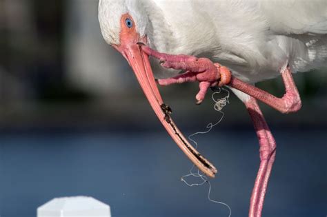 Plastic Pollution and its Impact on Birds