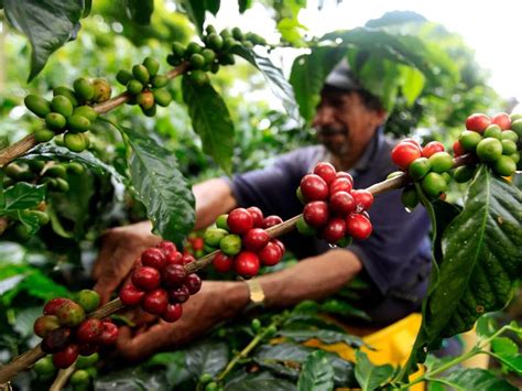 Excombatientes En Proceso De Reincorporación En Chocó Recibirán 1100 Millones Para Proyectos