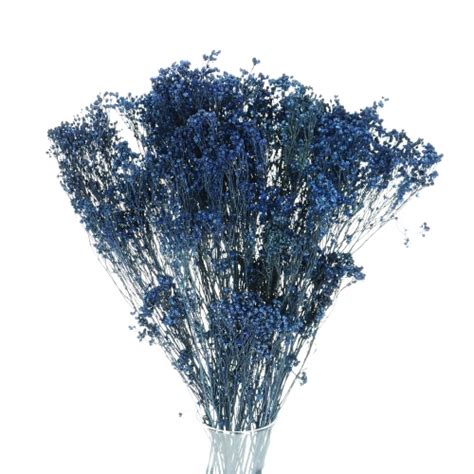 Dried Navy Blue Broom Bloom Bunch Blosmi Suszone Kwiaty I Trawy Do