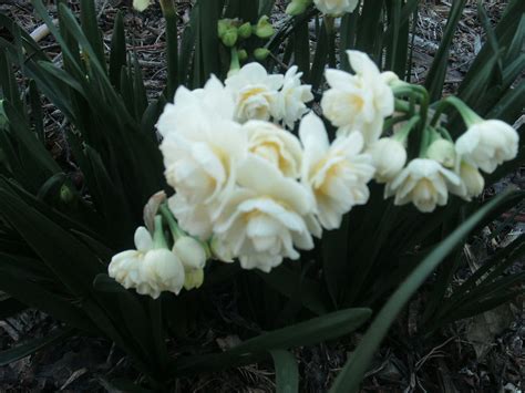 B005 Spring Bulbs Narcissus Summer Cheer Daffodil The Clayton Farm