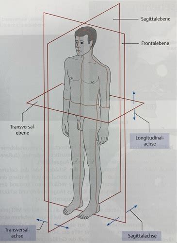 Anatomie 1 Vorlesung 1 Flashcards Quizlet