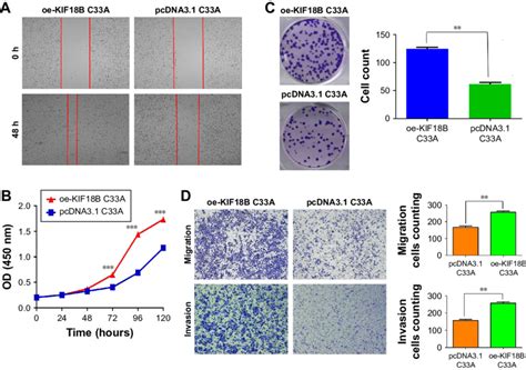 Overexpression Of KiF18B Promotes Cervical Cancer Cell Proliferation