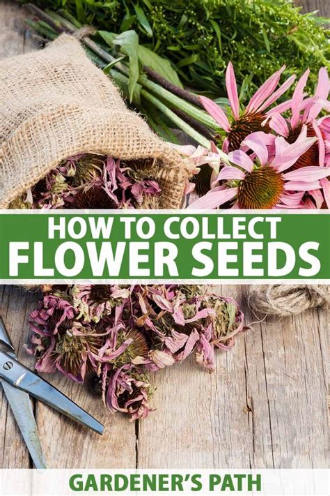 How To Collect Flower Seeds For Planting Gardeners Path