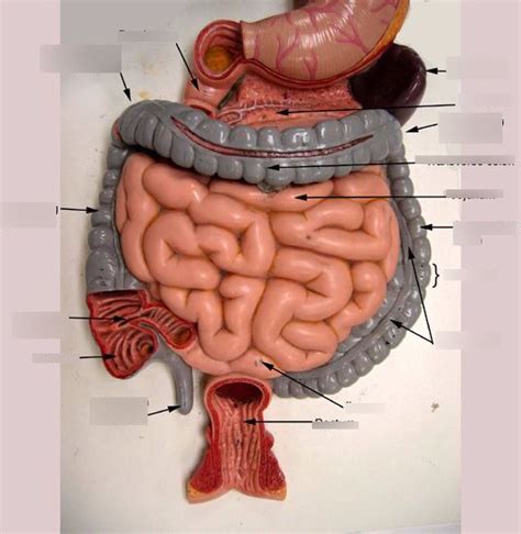 Q Anat Lab Midterm Bladder Rectum Pelvis Perineum Diagram Quizlet