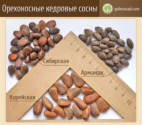 Кедр Корейский (семена. Цена за 10 шт. Морозостойкость до -40°C). — Лесосад