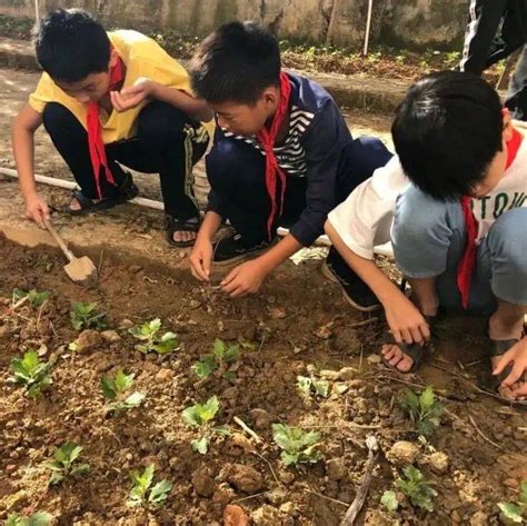 【新时代文明实践】劳动教育砺心智倒水中心小学乡村复兴少年宫开展劳动实践教育基地种植活动菊花