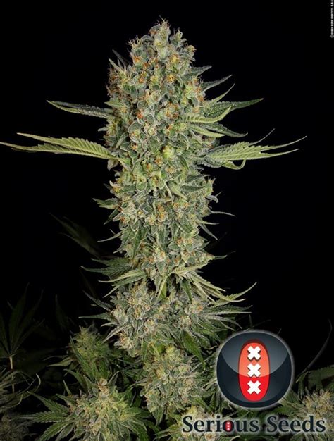 Serious Kush Strain Information Cannaconnection