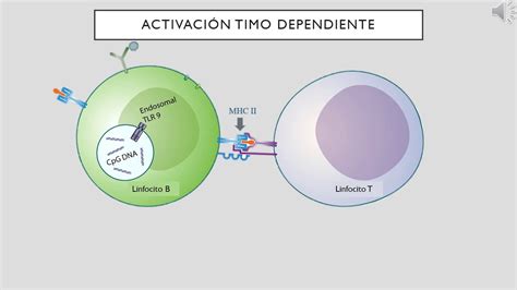 INMUNIDAD ADQUIRIDA Activación diferenciación de linfocito B y