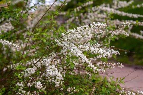 How To Grow And Care For Bridal Veil Plant Like A Pro