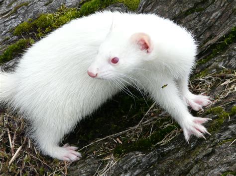 Why do albino animals have red eyes? – How It Works