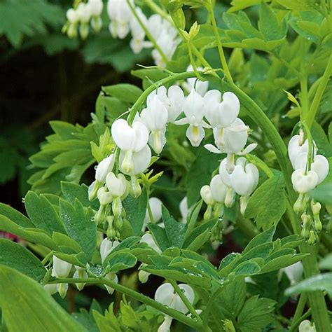 Amazon CHUXAY GARDEN 25 Seeds Dicentra Spectabilis Alba