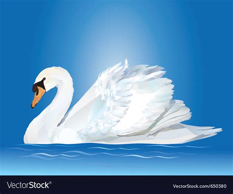 White Swan Royalty Free Vector Image Vectorstock