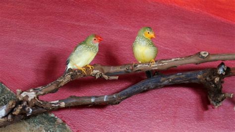 Star Finch The Finches Of Serenity Serenity Aquarium And Aviary Services