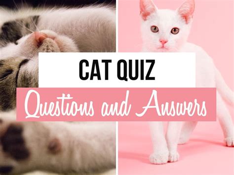 Cat Quiz Questions Answers Inc Picture Round Quiz Trivia Games