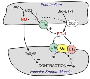 CV Pharmacology | Endothelin Receptor Antagonists