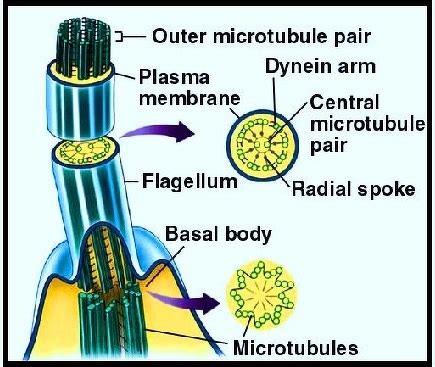 explain the structure of eukaryotic flagella with diagram - Biology - Cell The Unit of Life ...