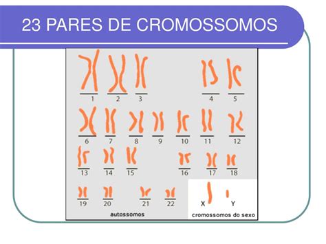 Quantos Pares De Cromossomos Tem O Ser Humano - 5