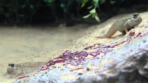 Mudskipper Live Food Youtube