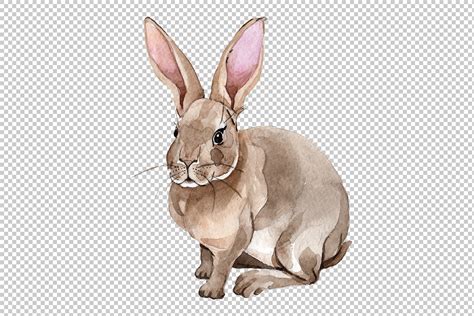 Easter Bunny Watercolor Png Illustrations Design Bundles