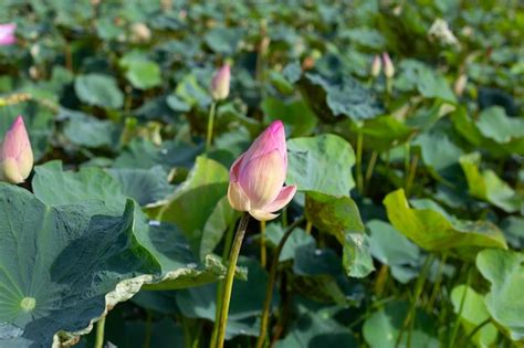 Flor De Loto Rosa Que Florece En Un Estanque Con Hojas Verdes Foto