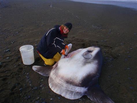 Meet The New Giant Sunfish That Has Evaded Scientists For Centuries