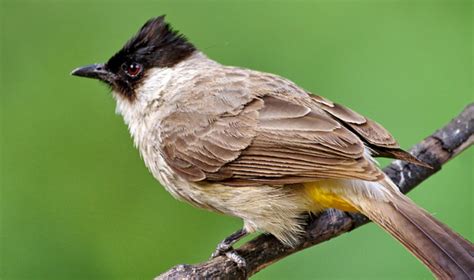 7 Cara Merawat Burung Kutilang Agar Gacor Dan Ngekek Panjang Pintarpet