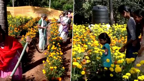 Flower Cultivation In India Best Flower Site