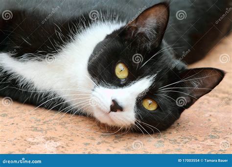 Cute Black and White Tuxedo Cat Stock Photo - Image of beautiful, white ...