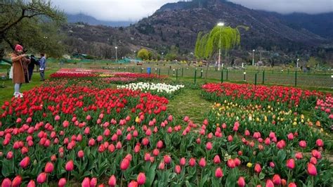 Indira Gandhi Memorial Tulip Garden In Srinagar Upsc