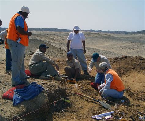 First Dinosaur Bones Discovered In Saudi Arabia Cnn