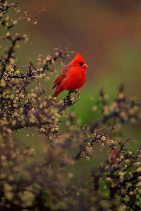 1000 Images About Aves Rojas Cardenales On Pinterest