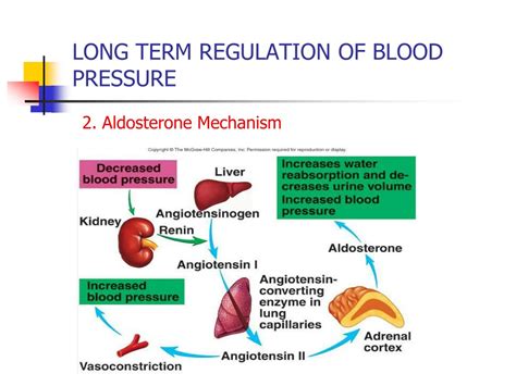 Explain Short Term Regulation Of Blood Pressure At Deborah Maya Blog