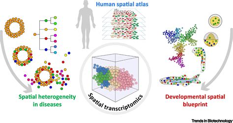 Uncovering An Organs Molecular Architecture At Single Cell Resolution