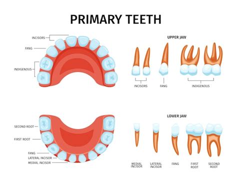 Secondary Teeth Of The Upper And Lower Jaws Diagram Quizlet, 41% OFF