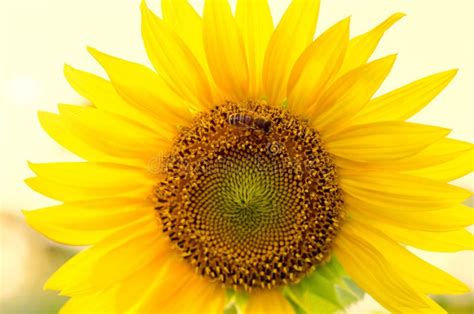 Bee on sunflower stock image. Image of petal, collecting - 152604157