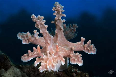 Underwater Macro Photos of the Year - Seaunseen