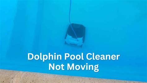 Why Is My Dolphin Pool Cleaner Not Moving